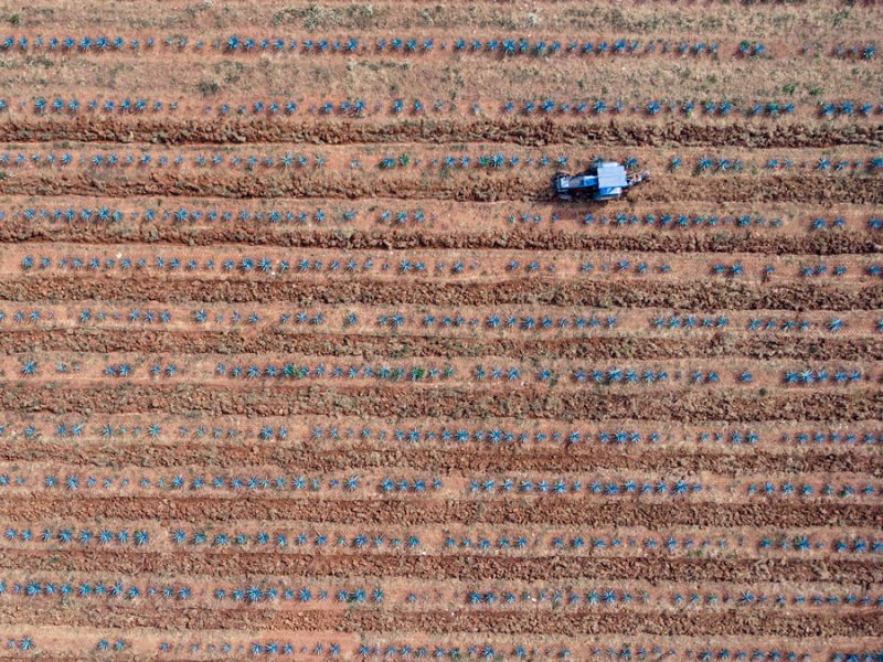 Video drone pueblo mágico de tequila