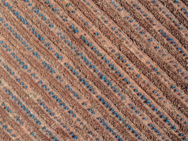 fotografías aereas paisaje agavero